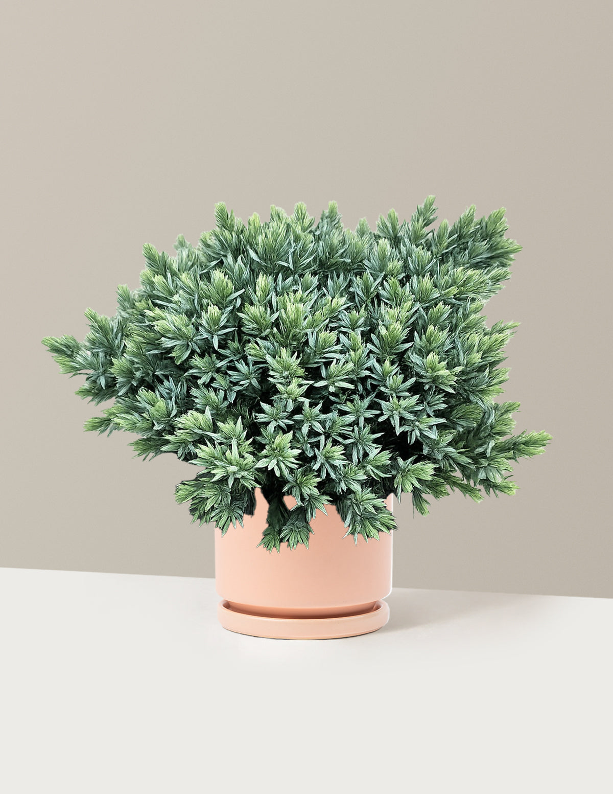 files/the-sill_Medium-Blue-Star-Juniper_Medium_Isabella-Blush_Variant.jpg