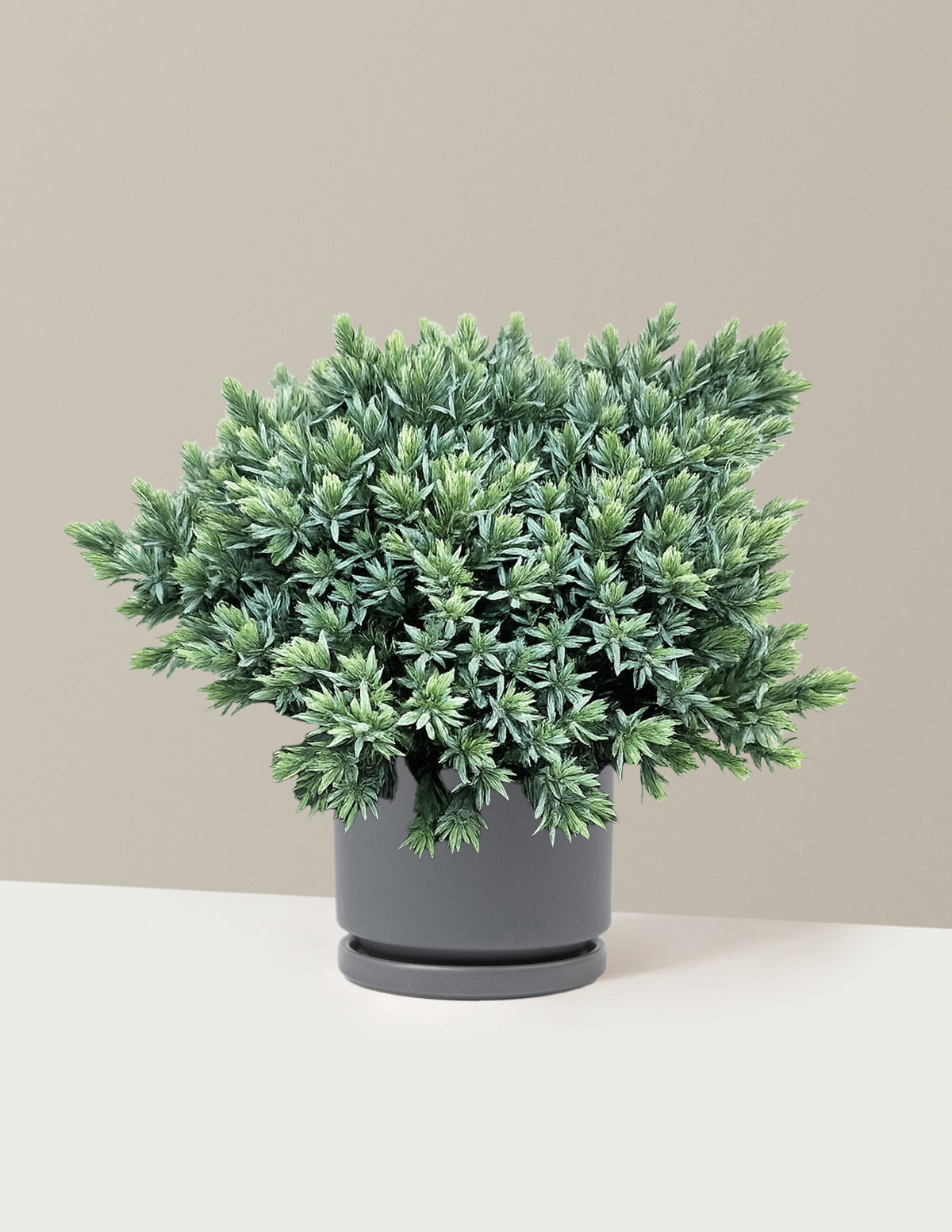 Blue Star Juniper