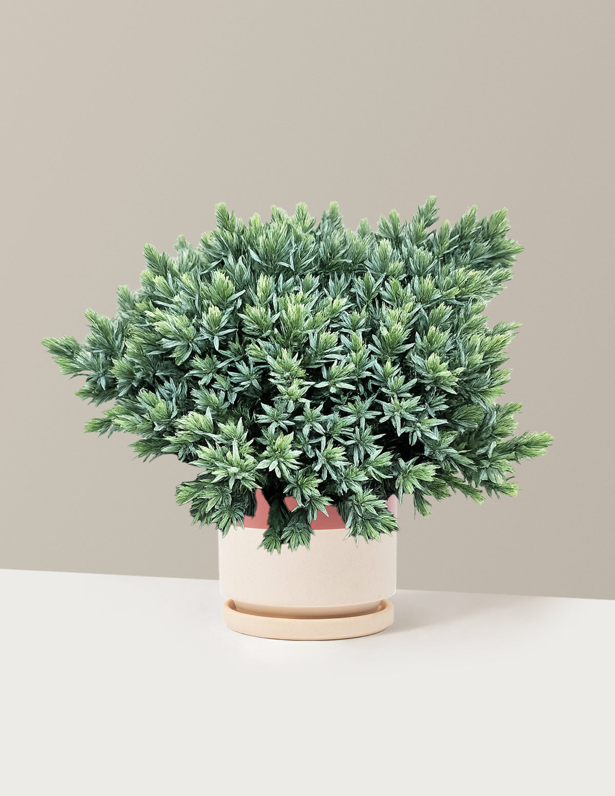 Blue Star Juniper