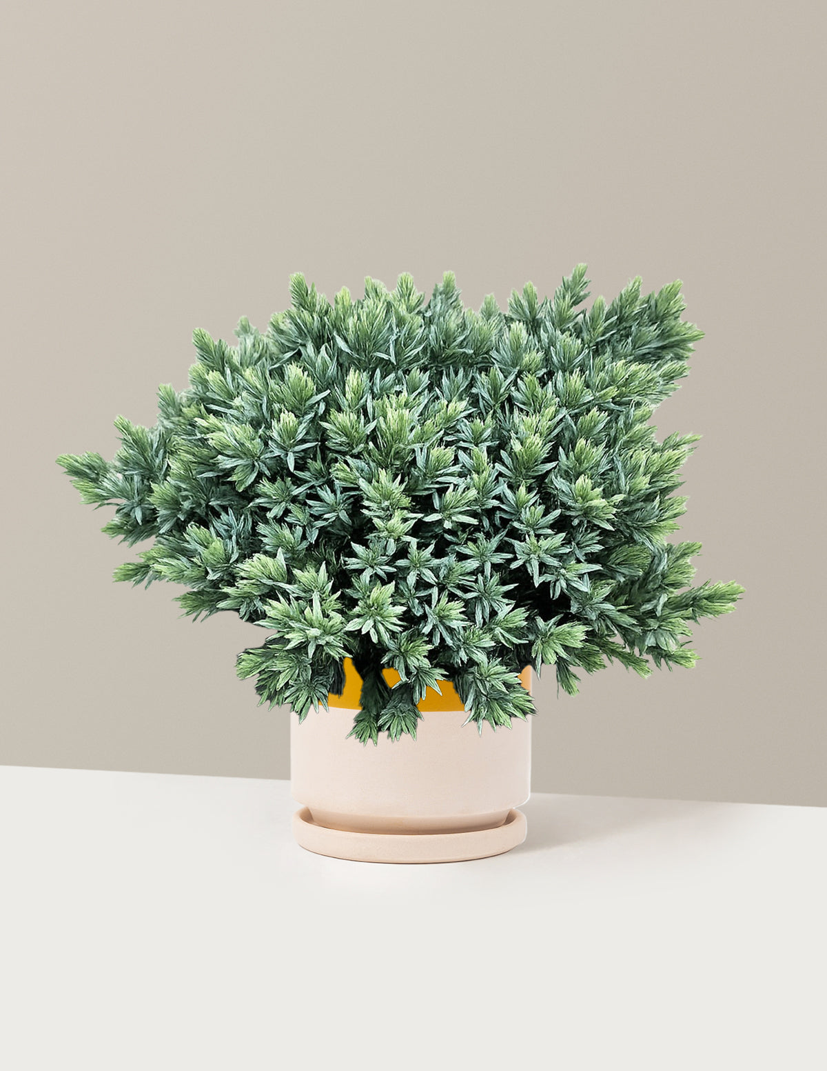 Blue Star Juniper