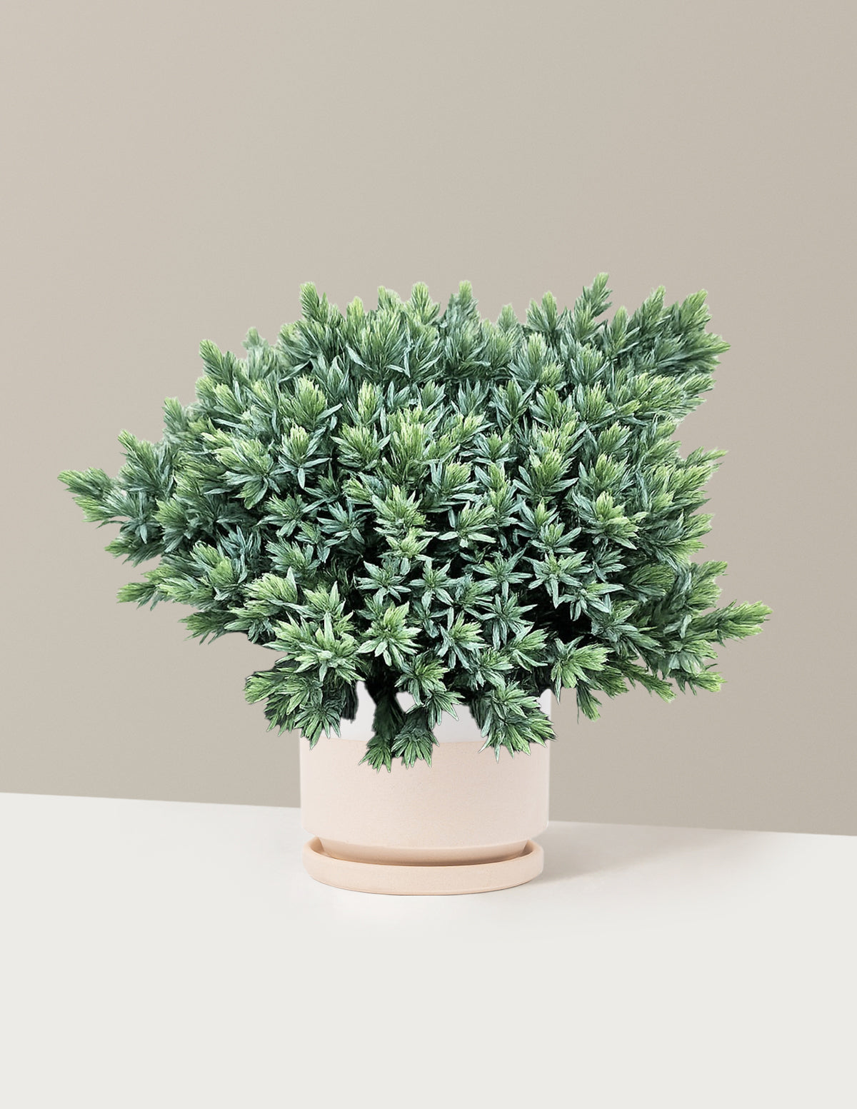 Blue Star Juniper
