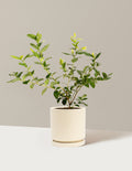 bundle | 1 Gallon | Isabella | Almond
