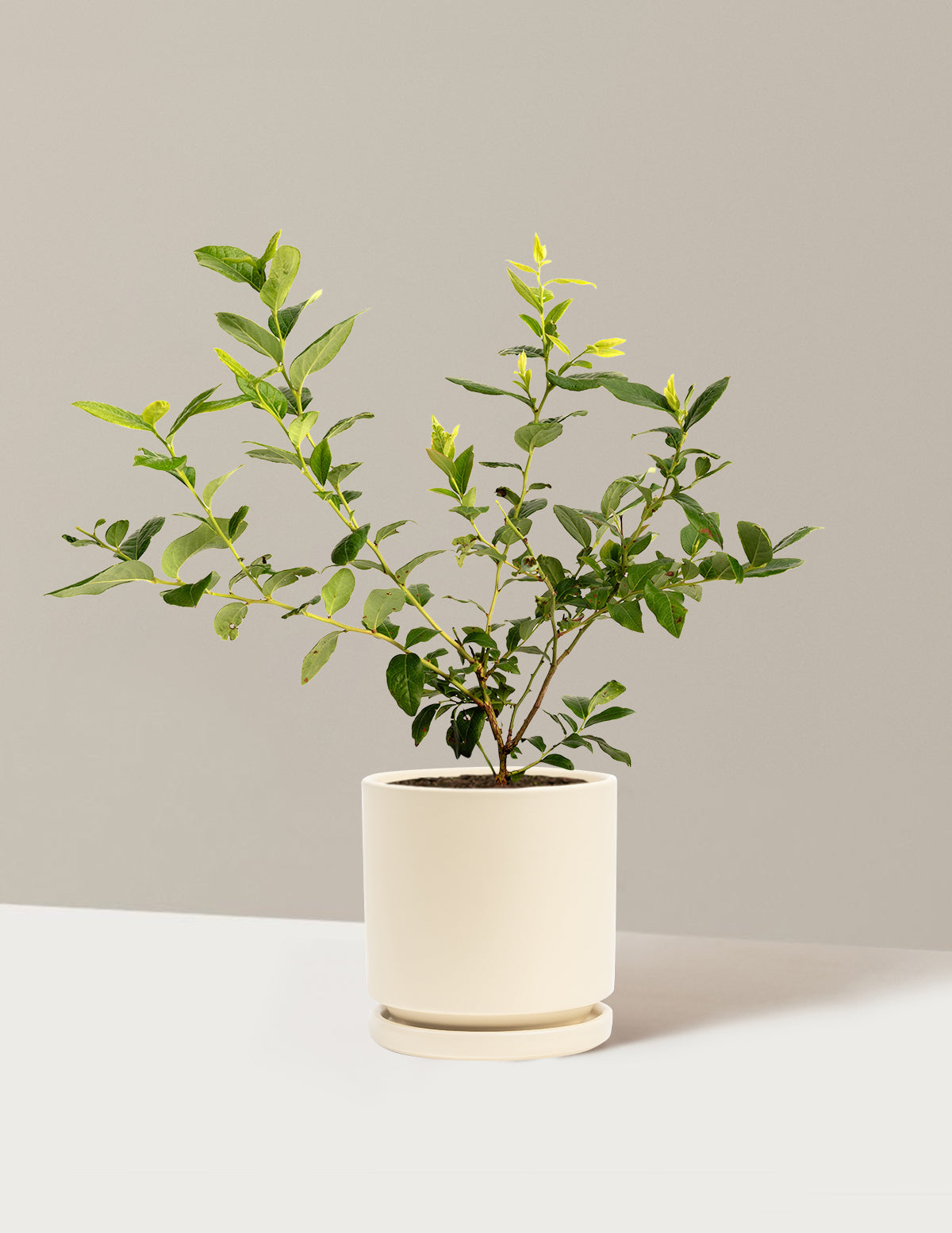 bundle | 1 Gallon | Isabella | Almond