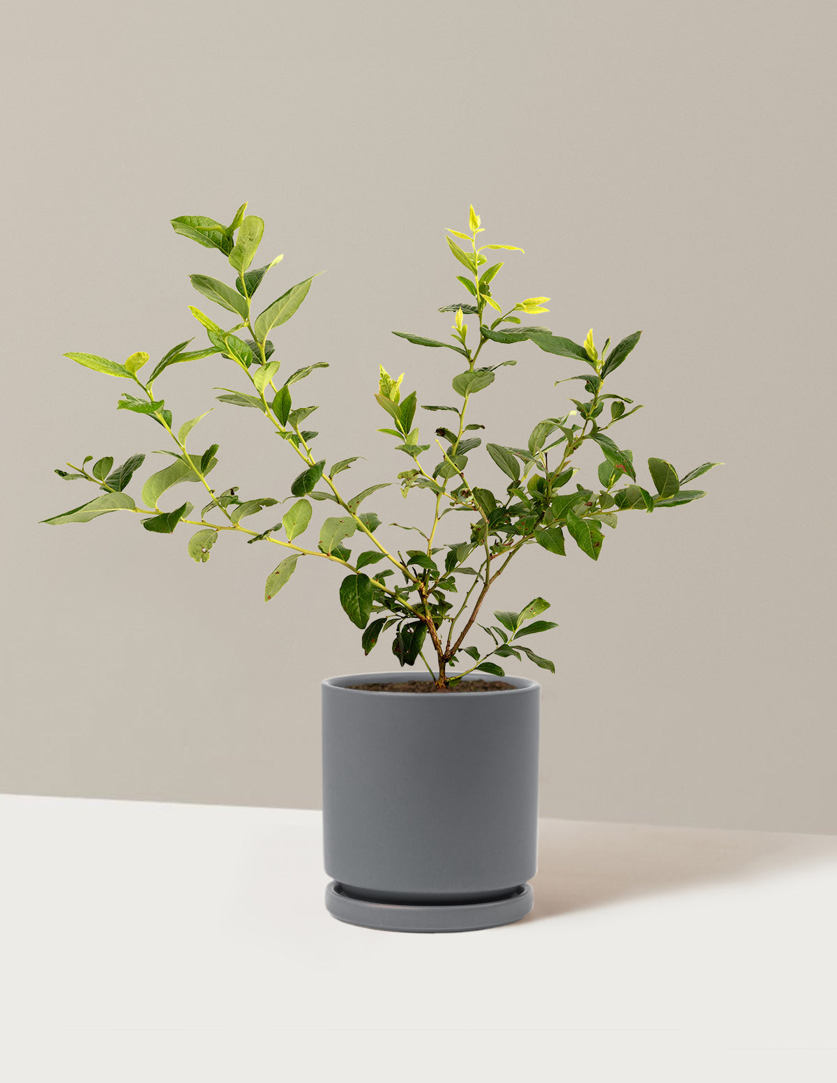 bundle | 1 Gallon | Isabella | Granite
