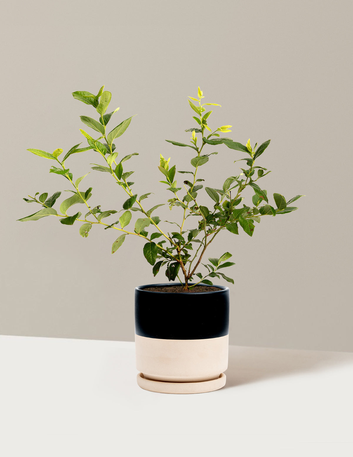 bundle | 1 Gallon | Isabella | Top Half Black