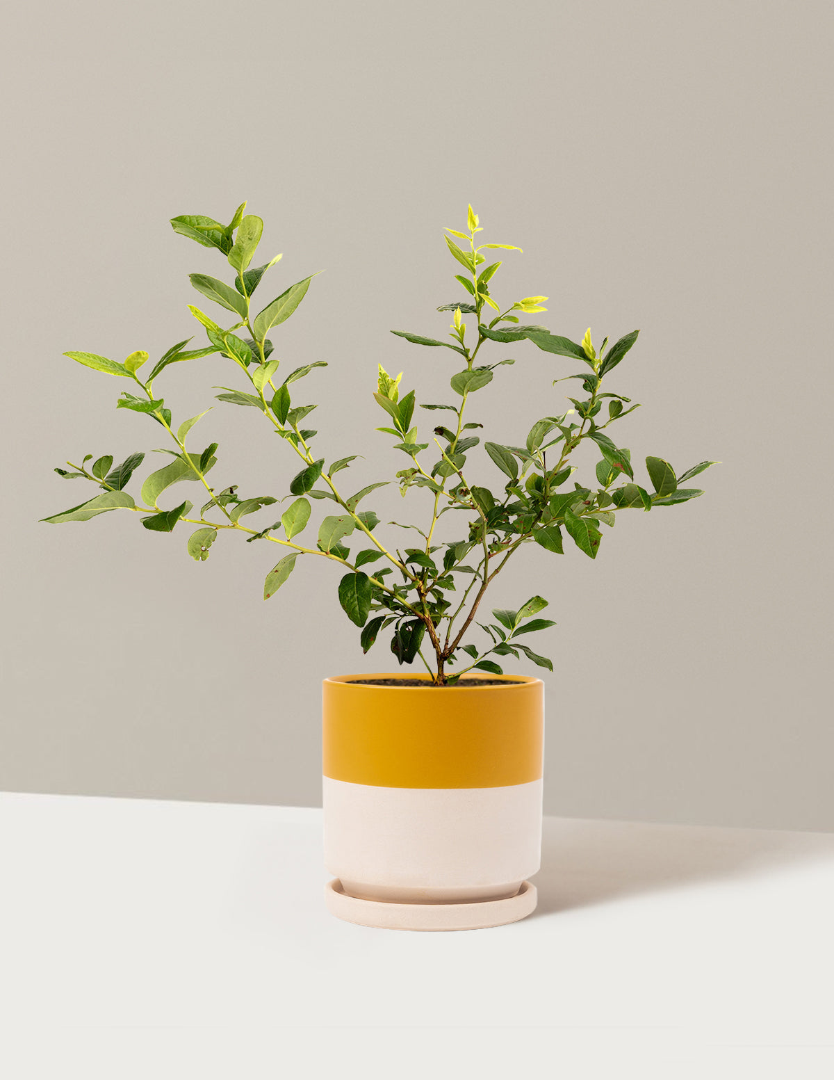 bundle | 1 Gallon | Isabella | Top Half Mustard