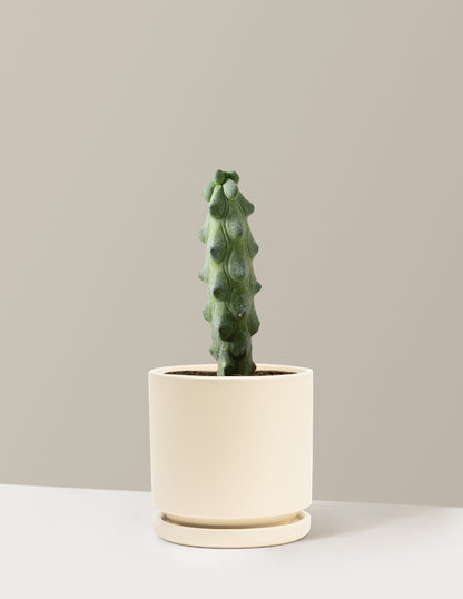 big succulent tits Myrtillocactus Geometrizans 'Boobie Cactus' | Houseplants for Delivery
