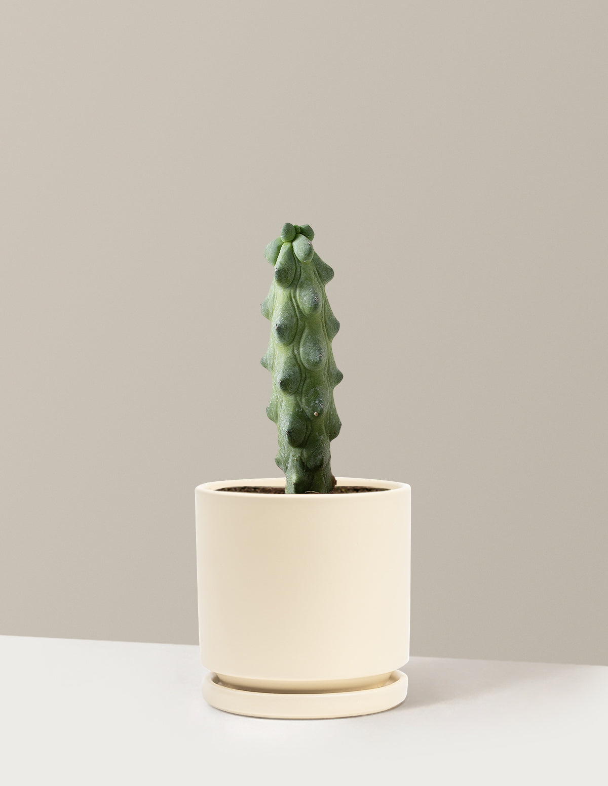 Boobie Cactus