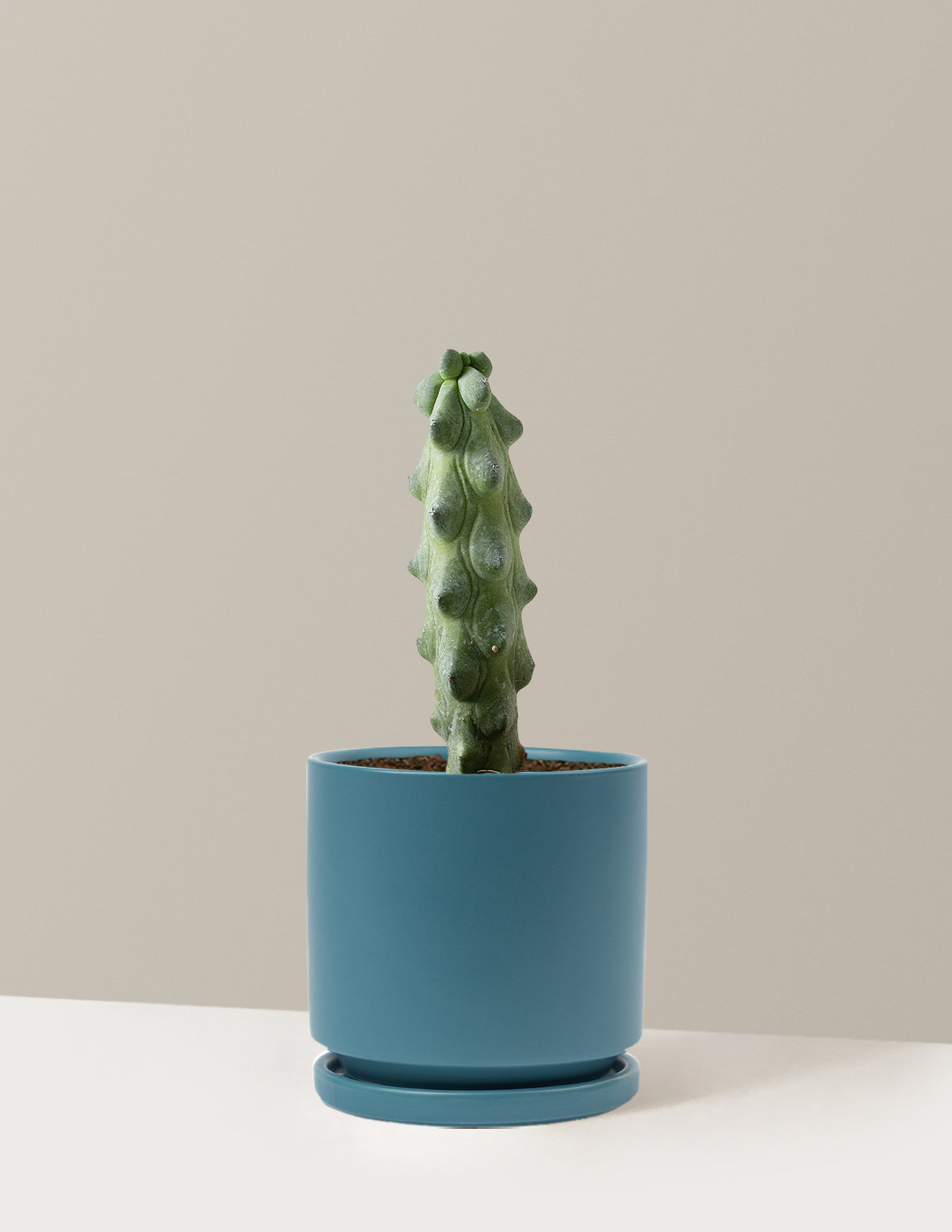 Boobie Cactus