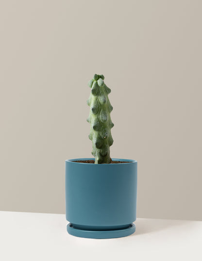 Boobie Cactus