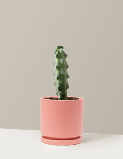 boobie succulent Boobie Cactus Houseplant with Planter - Medium (7"-12" tall) Rust Planter