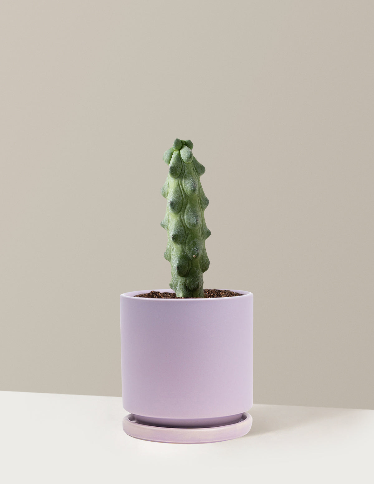 bundle | Medium | Isabella | Lavender