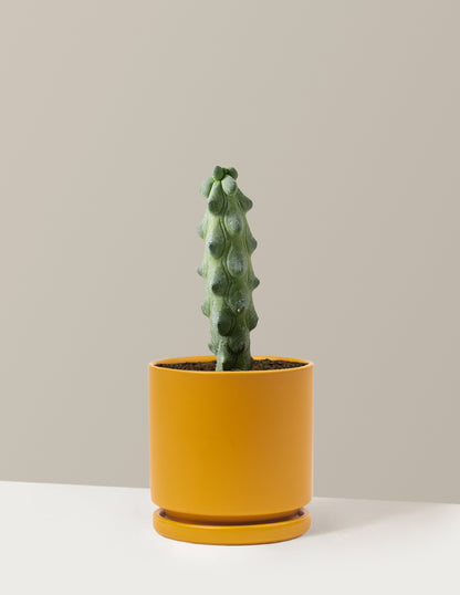 Boobie Cactus