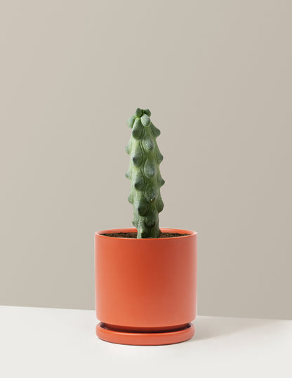 Boobie Cactus