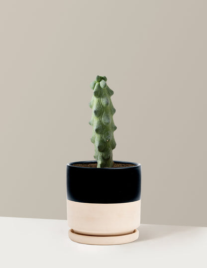 Boobie Cactus