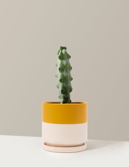 booby plant pot Boobie Cactus Houseplant with Planter - Medium (7"-12" tall) Mustard Planter