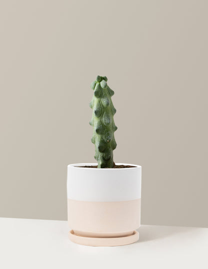 boobie succulent Boobie Cactus Houseplant with Planter - Medium (7"-12" tall) Rust Planter