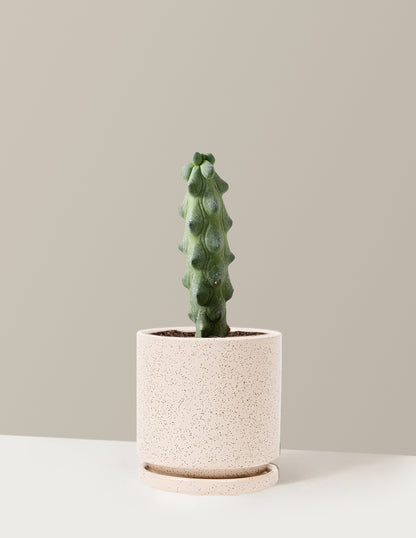 Boobie Cactus
