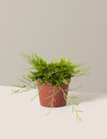 Buffalo Juniper