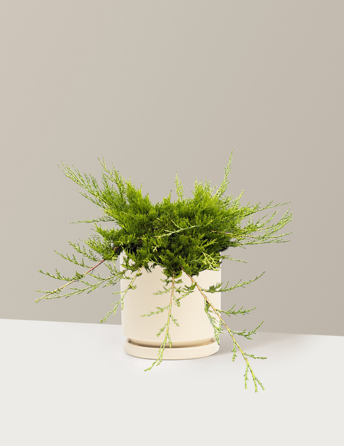 Buffalo Juniper