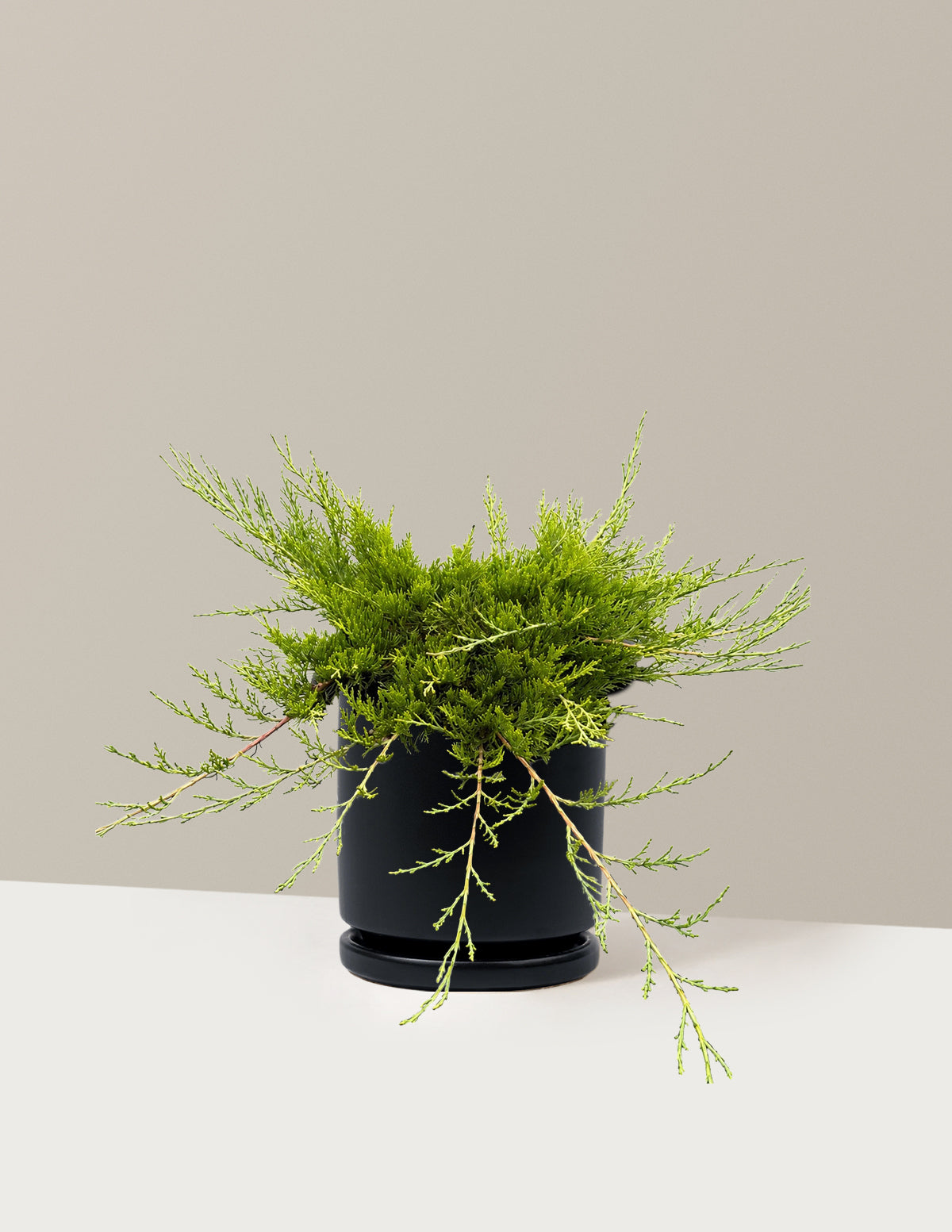Buffalo Juniper