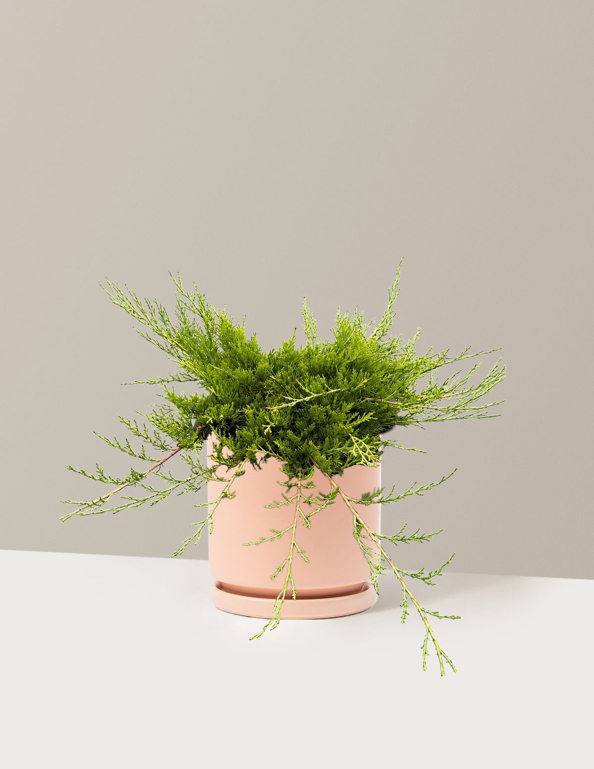 Buffalo Juniper