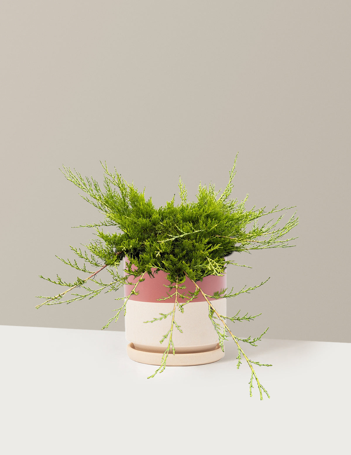 Buffalo Juniper