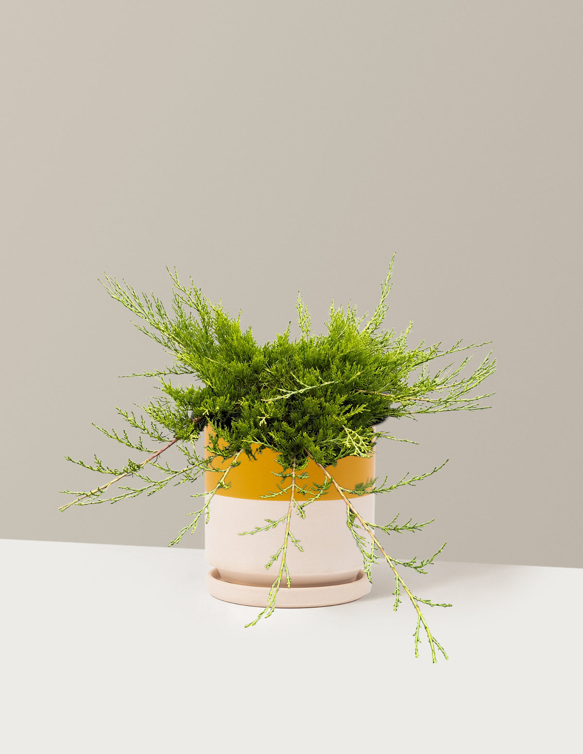 Buffalo Juniper
