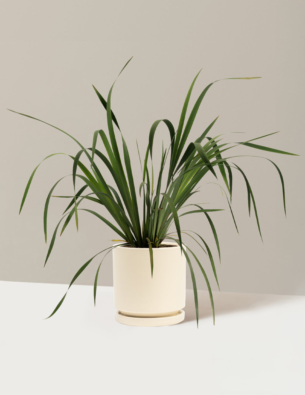 bundle | 1 Gallon - Single | Isabella | Almond