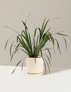 bundle | 1 Gallon - Single | Isabella | Almond
