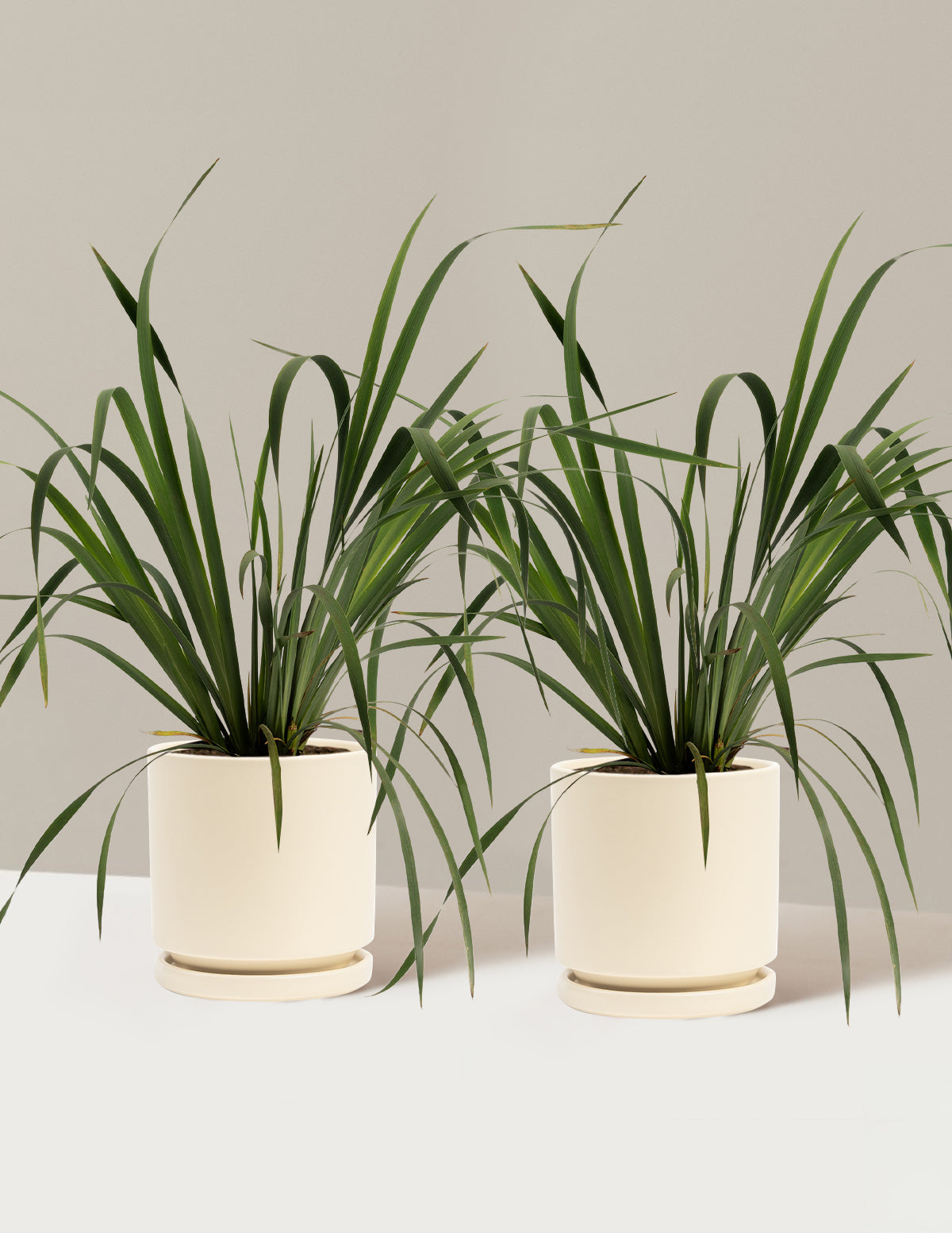 bundle | 1 Gallon - 2-Pack | Isabella | Almond