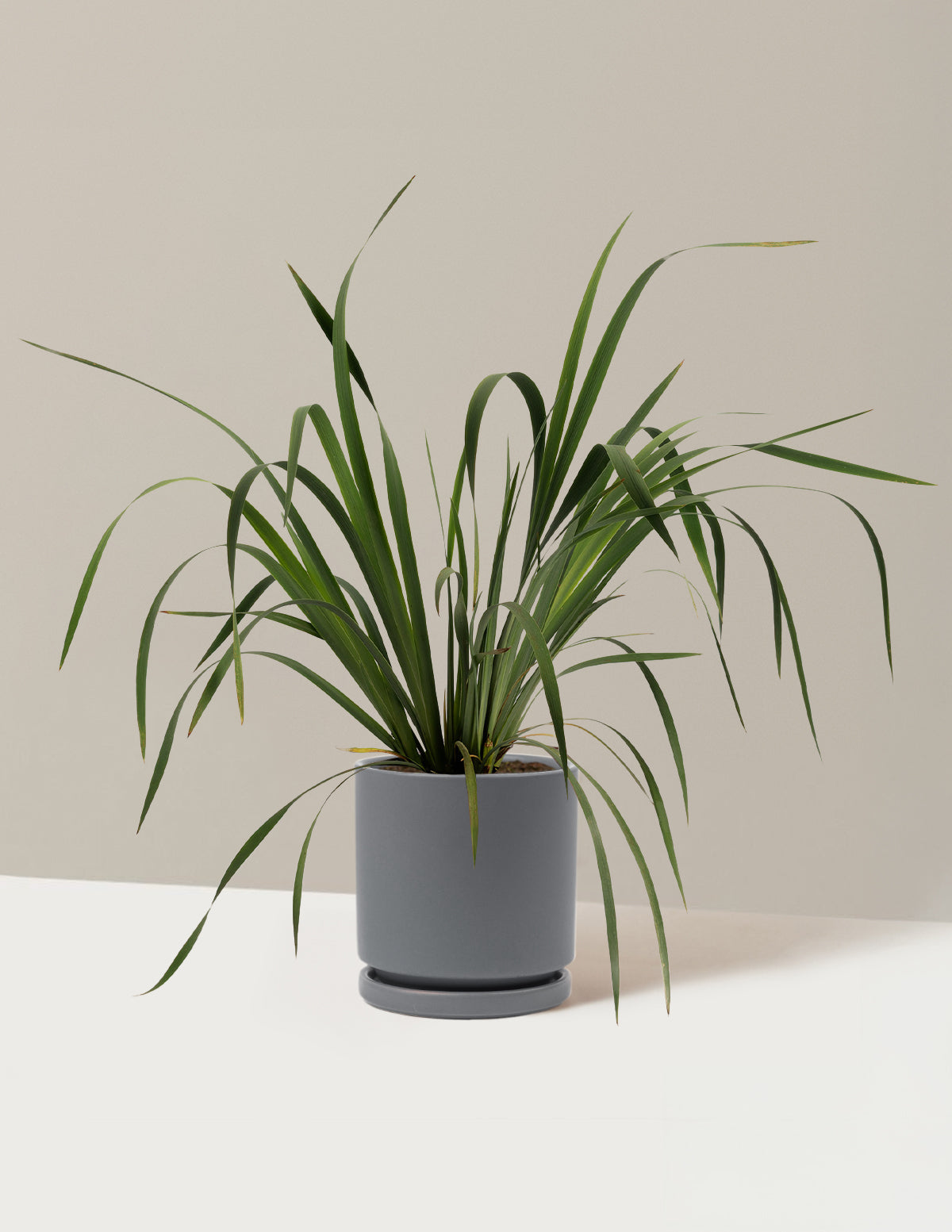 Butter & Sugar Siberian Iris