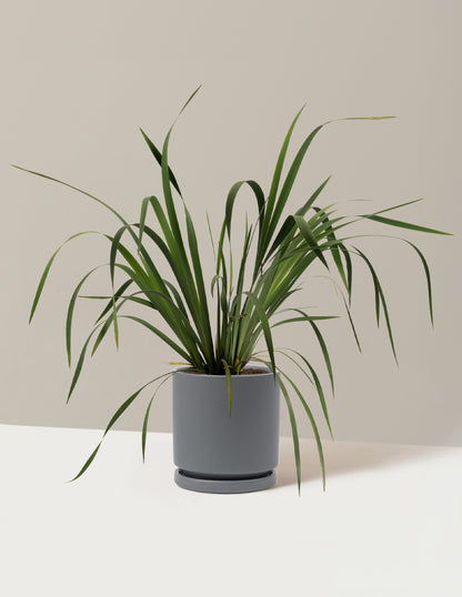 Butter & Sugar Siberian Iris