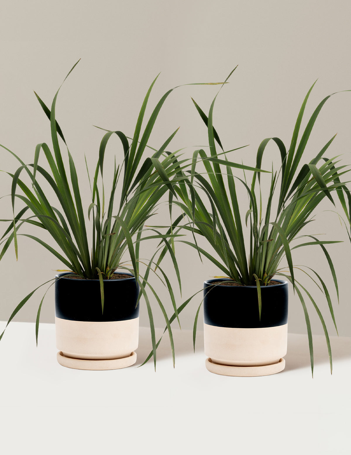 bundle | 1 Gallon - 2-Pack | Isabella | Top Half Black