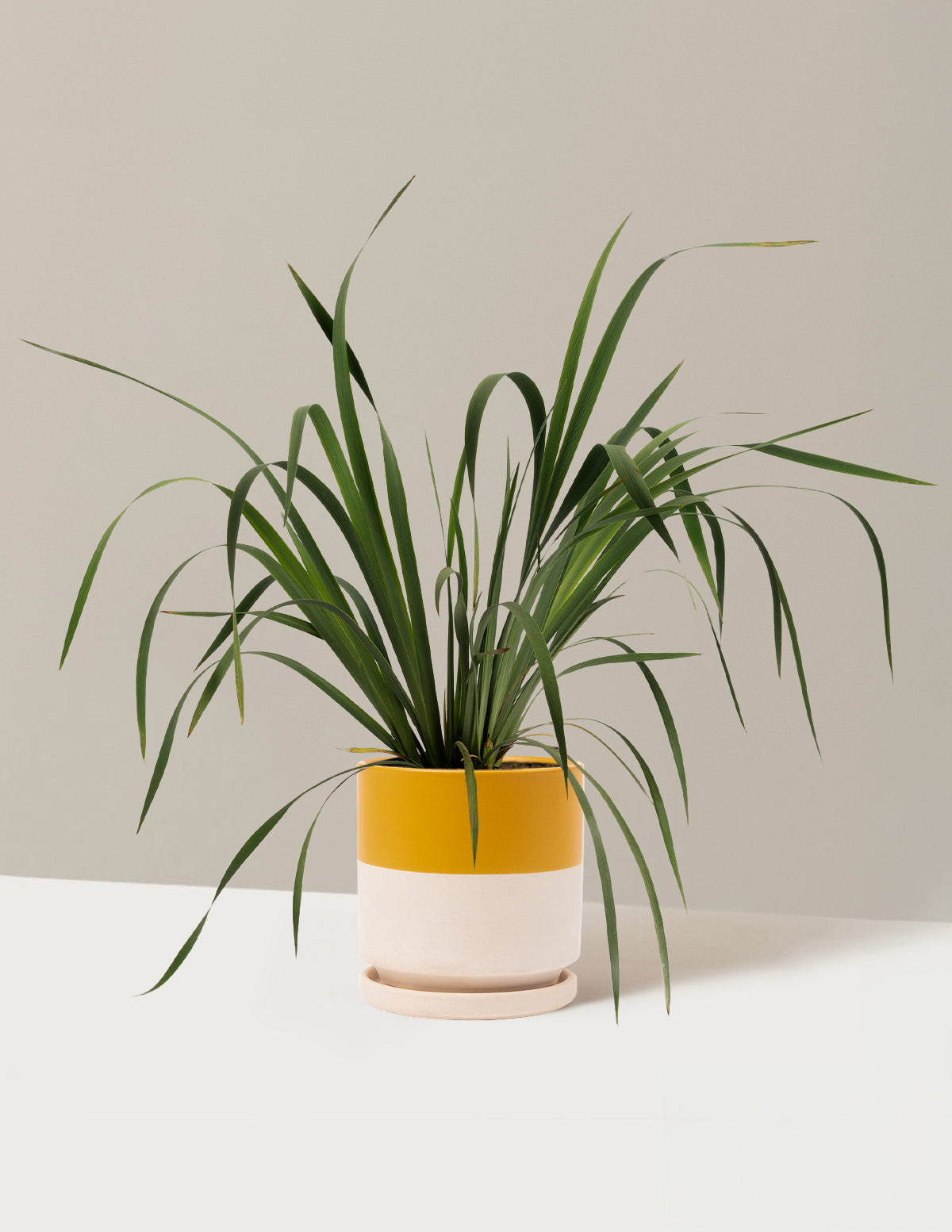 bundle | 1 Gallon - Single | Isabella | Top Half Mustard