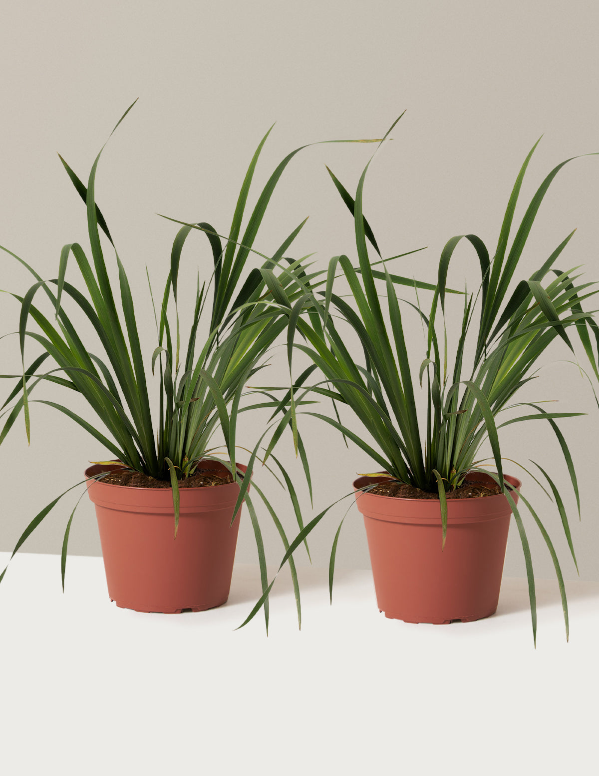 iris plant pot Butter & Sugar Siberian Iris | 1 Gallon | Isabella