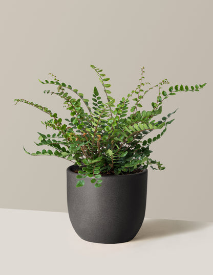 Button Fern