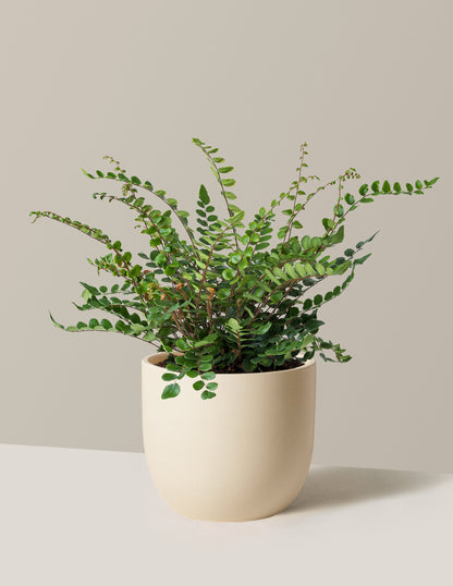 Button Fern