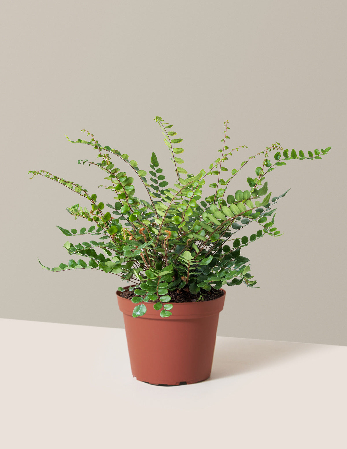 Button Fern