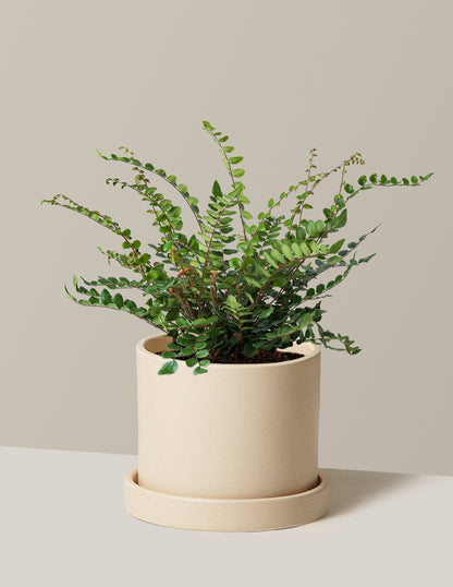 Button Fern
