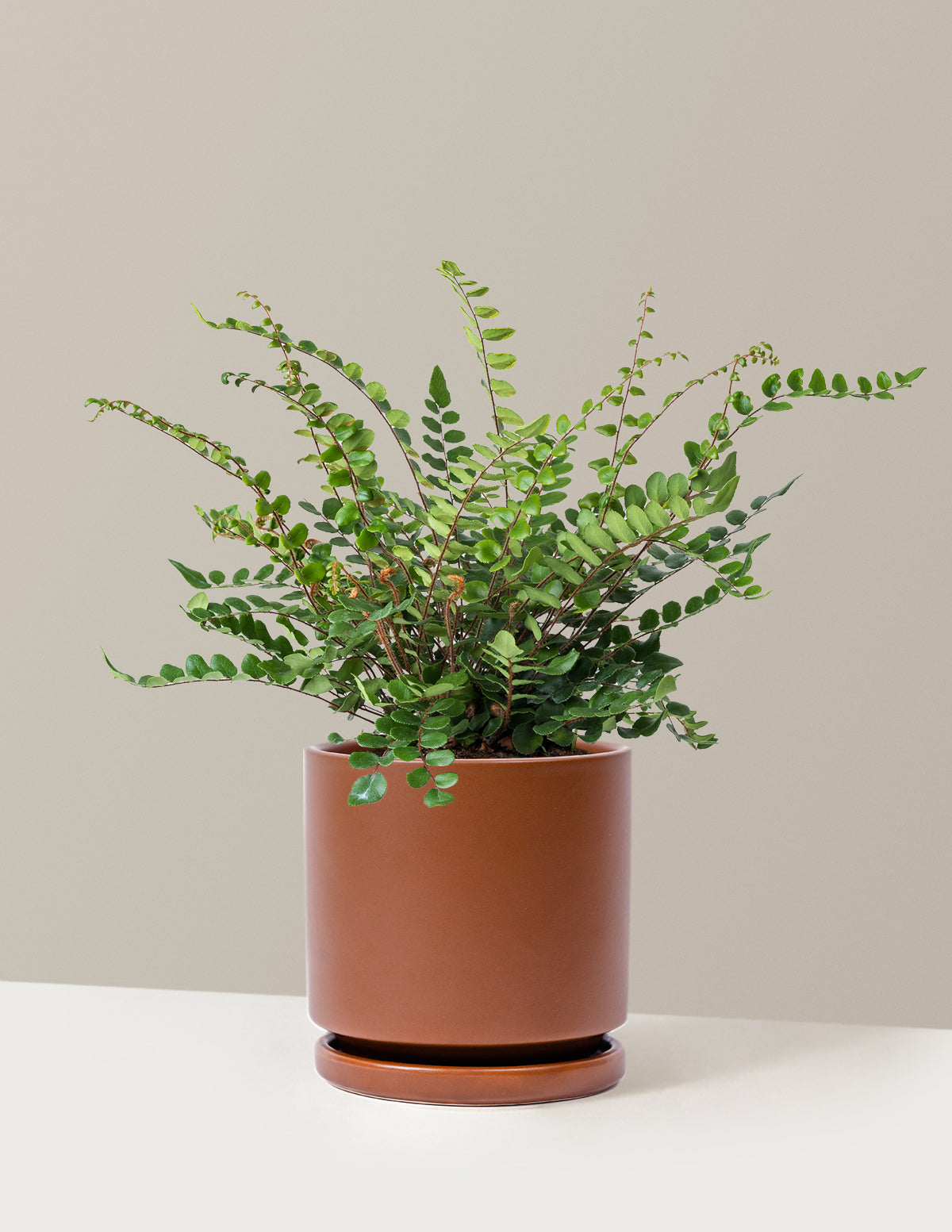 Button Fern