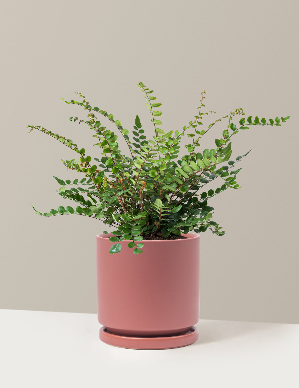 Button Fern