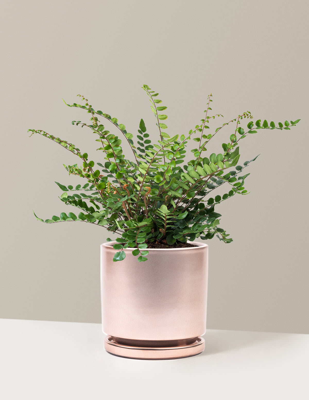 Button Fern