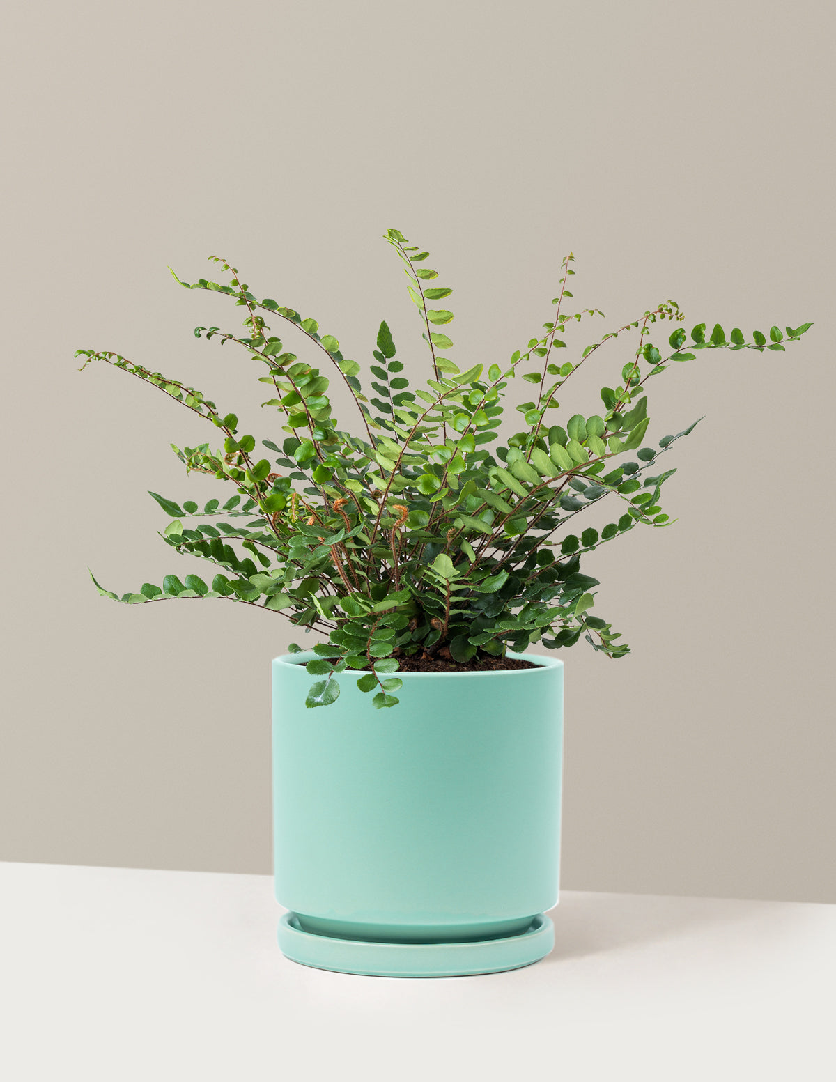 Button Fern