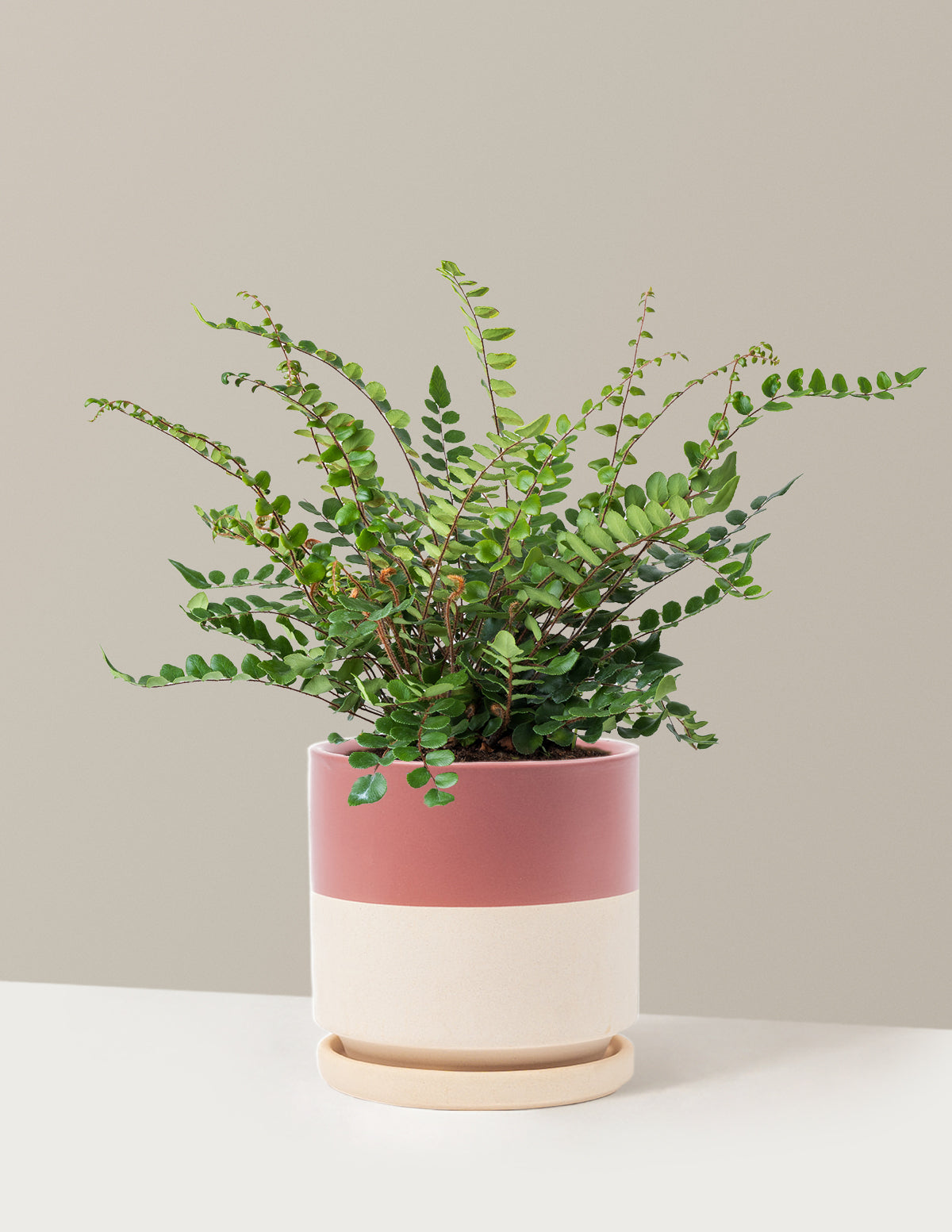 Button Fern