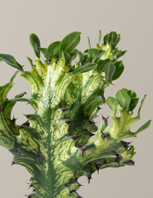 Euphorbia Mint Cream