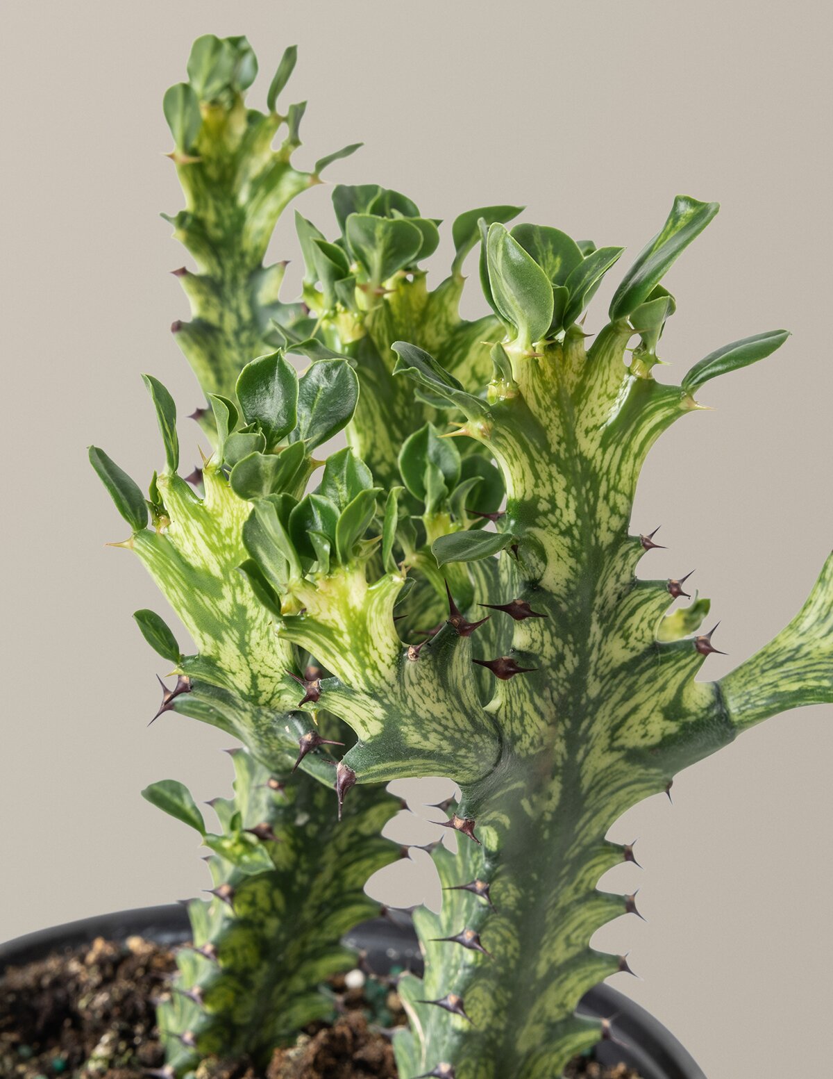 mint saucer succulent Euphorbia Mint Cream Houseplant with Planter - Medium (10-12" tall) Top Half Dusty Rose Planter