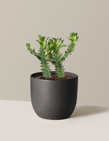 Euphorbia Mint Cream