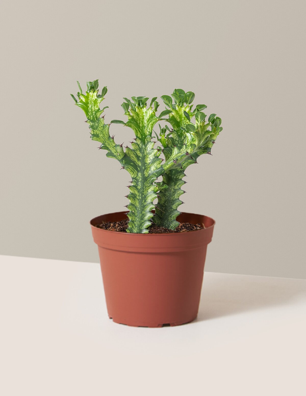 Euphorbia Mint Cream