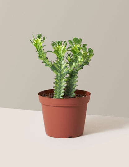 Euphorbia Mint Cream